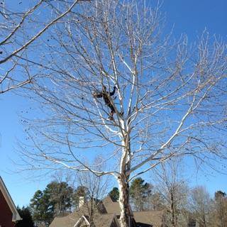 climbing tree