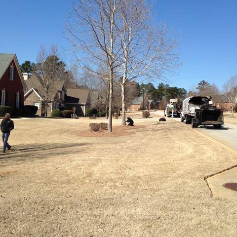 residential tree service