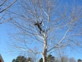 climbing tree