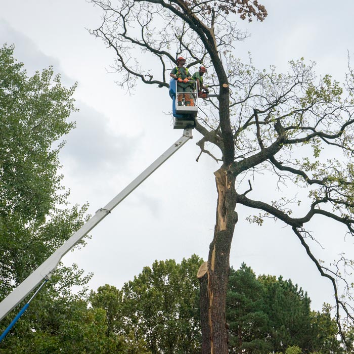 tree removal service