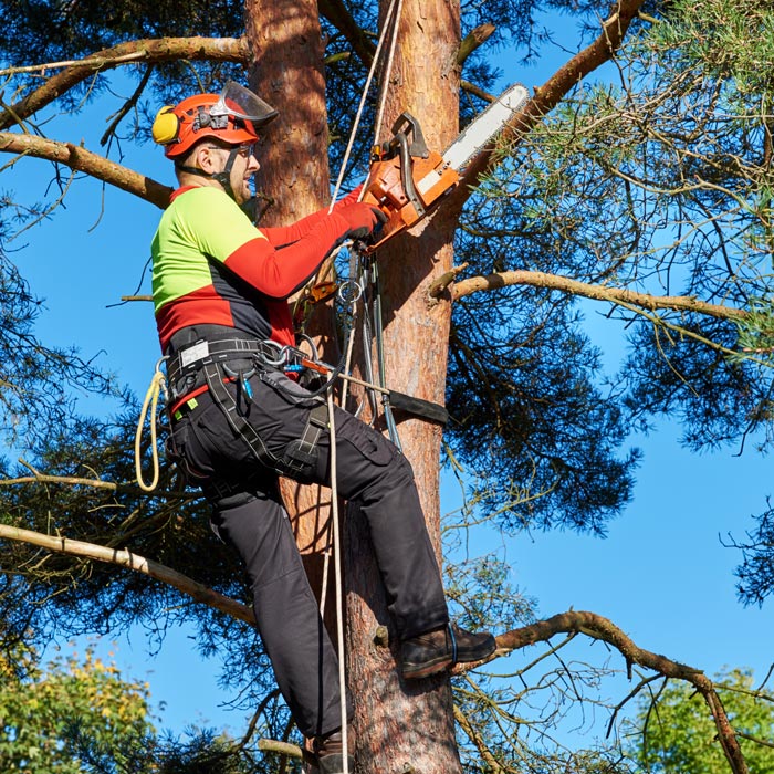 man trimming tree in harness